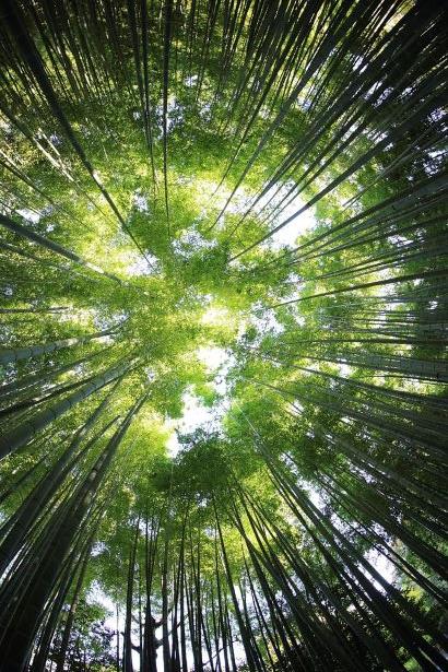 Sustainability Services